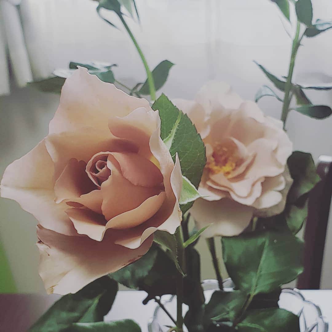 梅田陽子さんのインスタグラム写真 - (梅田陽子Instagram)「くすみ色というかカフェオレ色。フランスの子供服っぽいような、大好きな色のバラが咲きはじめた。 お部屋に飾ってみる。 コーヒー飲みながらぼーっと。なんか落ち着く。 お花は欠かせず。  #くすみ色#バラ#ジュリア#薔薇#rose #薔薇のある暮らし #お花大好き💕 #アナウンサー#キャスター#梅田陽子」5月22日 12時46分 - yokoumeda