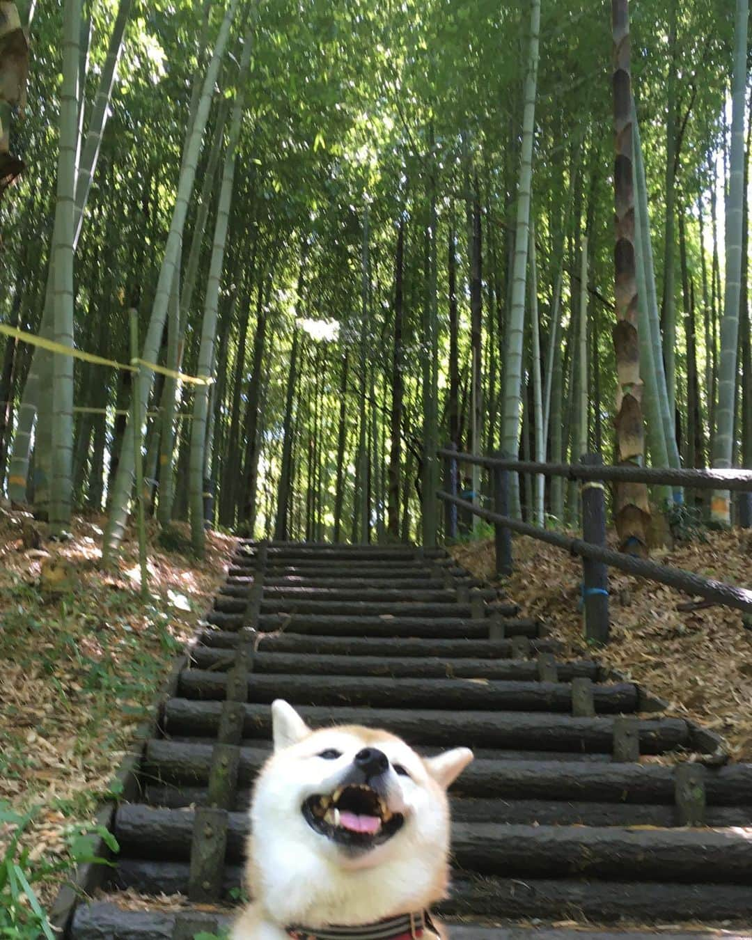 てんパパさんのインスタグラム写真 - (てんパパInstagram)「竹林の小径は気持ち良いけど、そろそろ虫が多くなってくるのが行かなくなる。 #てん竹林 #bambooforest #竹の秋」5月22日 12時41分 - tenchan.shiba