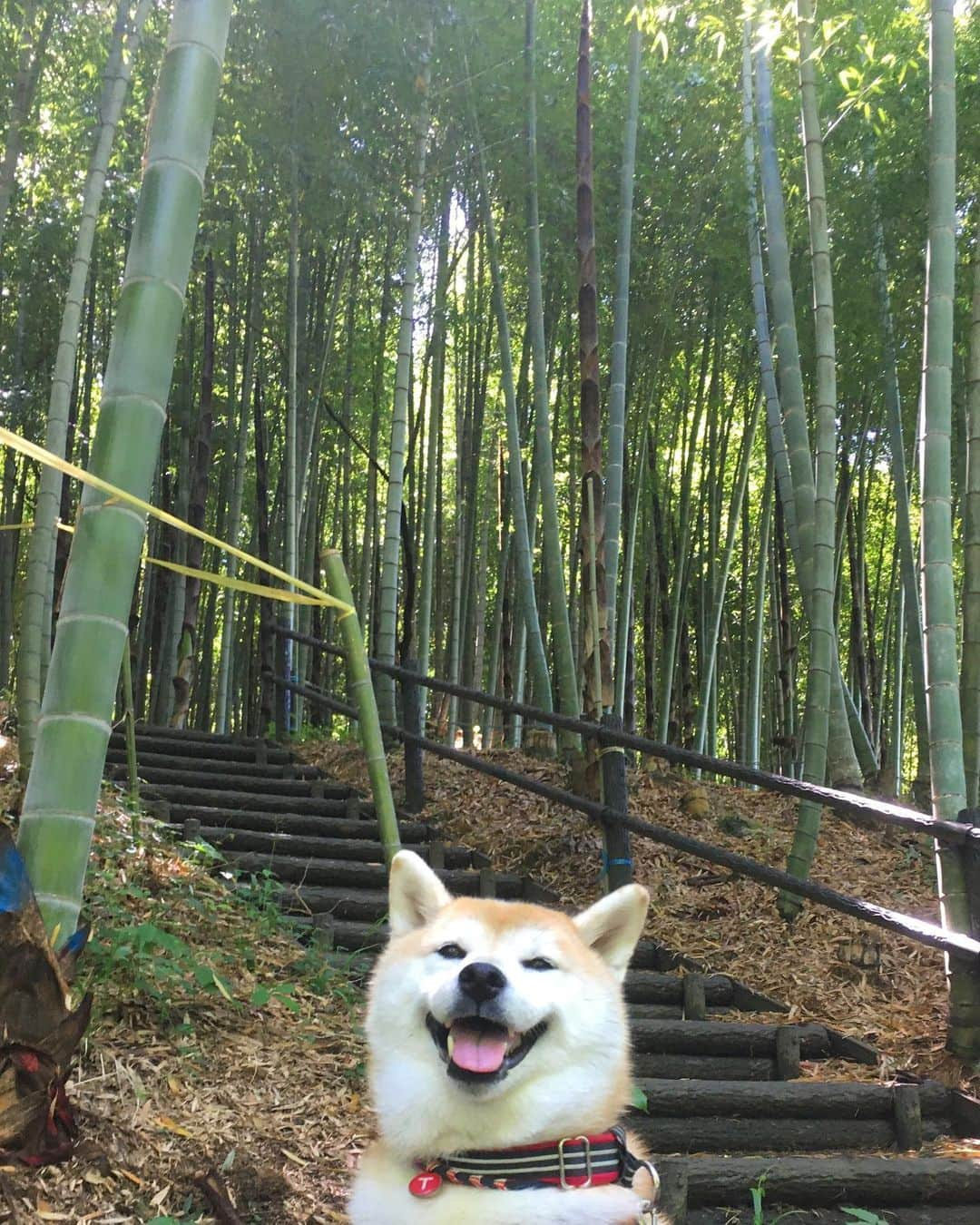 てんパパさんのインスタグラム写真 - (てんパパInstagram)「竹林の小径は気持ち良いけど、そろそろ虫が多くなってくるのが行かなくなる。 #てん竹林 #bambooforest #竹の秋」5月22日 12時41分 - tenchan.shiba