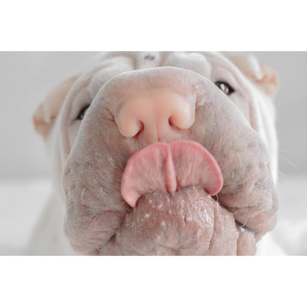 annie&pADdinGtoNさんのインスタグラム写真 - (annie&pADdinGtoNInstagram)「The toughest part of a diet isn’t watching what you eat, it’s watching what other people eat 👅 #canihavesjustalittletaste #poorlamby #sharpei #sharpeisofinstagram #wrinkles #love #cutepetclub #dog #dogs #doggo #barked #instagood #weeklyfluff #dogsofinstagram #dogs_of_instagram #ilovemydog #iloveyoutothemoonandback」5月22日 12時49分 - anniepaddington