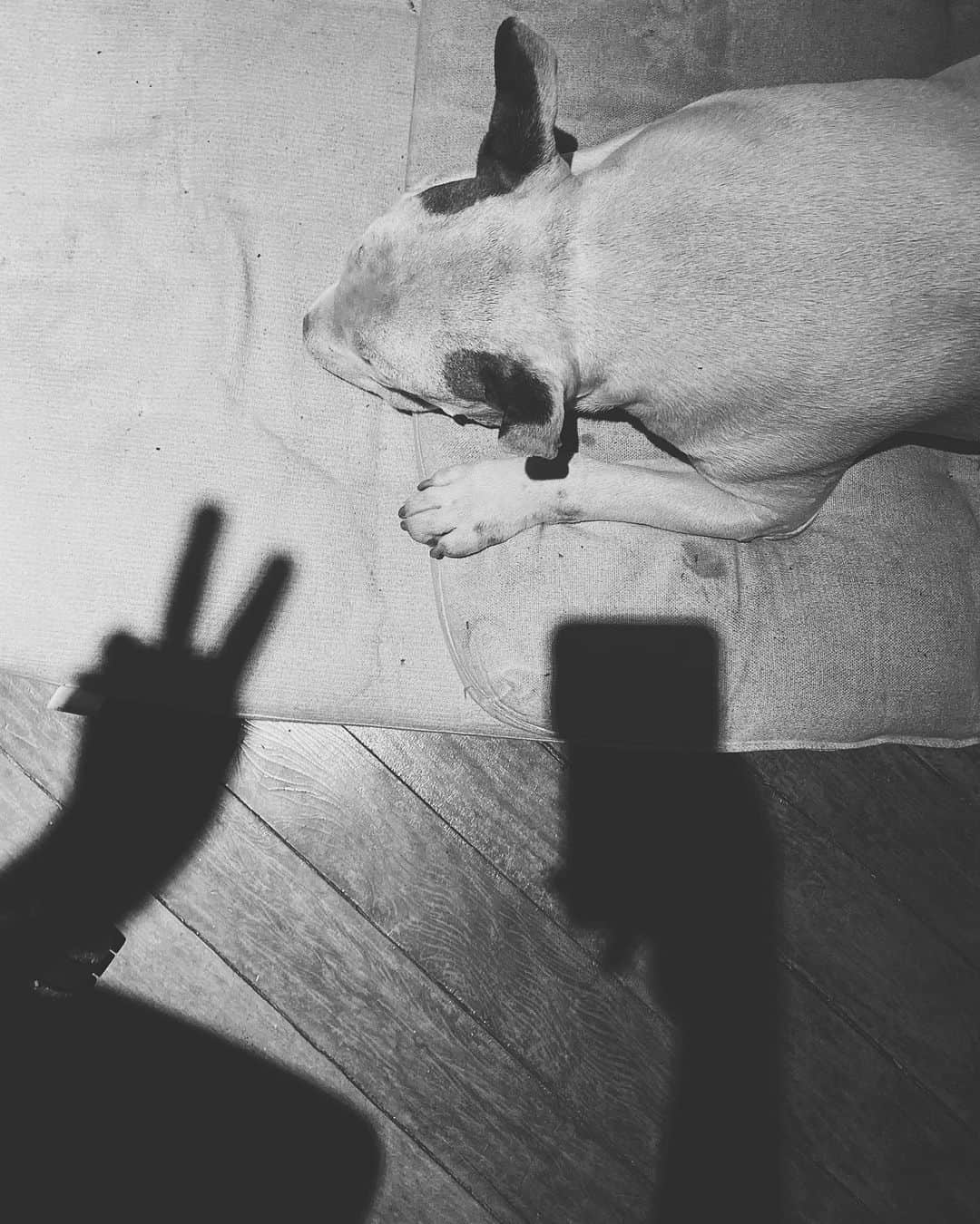 ラファエルのインスタグラム：「This is Jimmy right now! Sleeping on my side while I’m working. He sleeps, I took him to my bedroom on the next door, my bed is better, bigger, much more comfortable...He stays there for 1 minute waiting for me, if don’t go there, he came back to stay on my side. For me it makes no sense, but I understand him and lay on the floor a little bit. Sometimes you just have to lay on the floor wirh your dog . . Esse eh o Jimmy agora do meu lado. Dormindo aqui no pe da cadeira enquanto eu trabalho. Ele dorme, eu pego ele e levo pro meu quarto do lado, ele fica la 1 minuto me esperando ir junto. Se eu nao vou, ele volta e deita aqui de novo. Eu posso fazer isso 200x, ele vai voltar 200x. Meu quarto eh melhor, minha cama eh melhor, nao faz o menor sentido ele querer dormir aqui no chao. Mas nao precisa fazer sentido pra mim, tem que fazer pra ele, dai eu sempre deito um pouco no chao com ele. As vezes voce tem que deitar no chao com seu cachorro.」