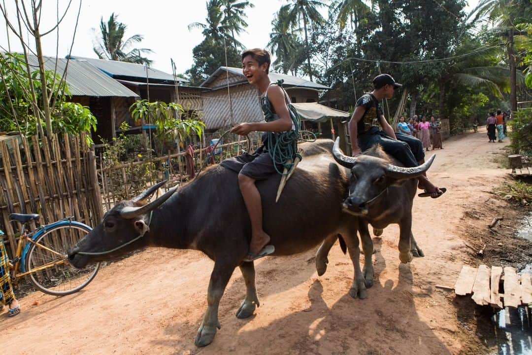 National Geographic Travelさんのインスタグラム写真 - (National Geographic TravelInstagram)「Photo by @amandamustard | Two boys ride water buffalo through a rural village outside of Naypyidaw, Myanmar. #myanmar #burma #dailylife」5月22日 13時09分 - natgeotravel