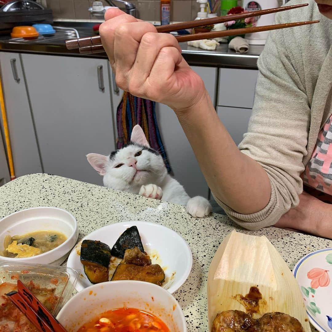 Kachimo Yoshimatsuさんのインスタグラム写真 - (Kachimo YoshimatsuInstagram)「何食べてんですか？ 美味しそうですね。 ねえねえ、ねえねえ。  登ったら退場だよ。  #うちの猫ら #nanakuro #猫 #ねこ #cat #ネコ #catstagram #ネコ部 http://kachimo.exblog.jp」5月22日 13時30分 - kachimo