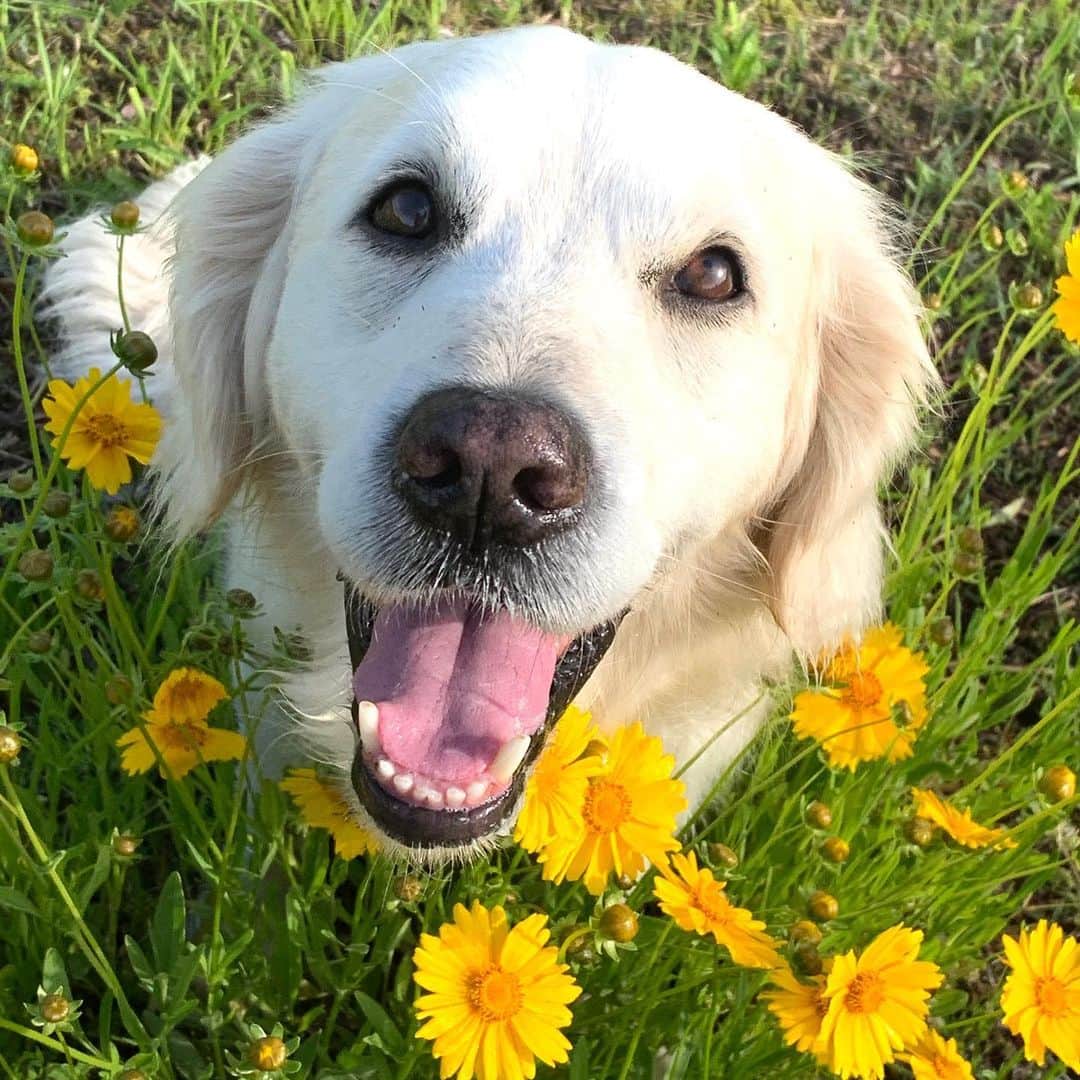P太郎ママさんのインスタグラム写真 - (P太郎ママInstagram)「#花と犬  #オオキンケイギク #特定外来生物  アカンやつやけど、 きれい。 踏んでもいい。 摘んでもいい。 最高ーーー！」5月22日 14時25分 - ptarodada