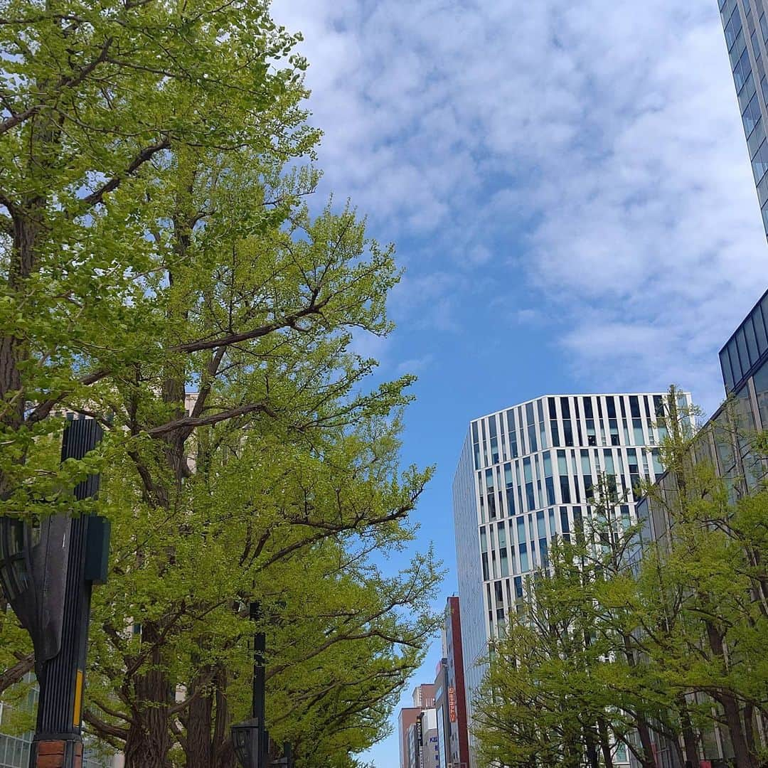 北海道放送「今日ドキッ!」さんのインスタグラム写真 - (北海道放送「今日ドキッ!」Instagram)「天気担当Ｓです。  少し風があるなかで、 道庁のヤエザクラが 一気に散り始め…🌸 でも、その下に広がる 桜色のじゅうたんに ホッコリ(*´-`) 来年こそは、 みなさんと一緒に 桜を楽しみたい❗  #ジンギスカン も(゜ρ゜) #赤れんがテラス も新緑に  #そらリサーチ 写真募集中 #今日ドキッライフ で検索」5月22日 14時38分 - hbc_kyodoki