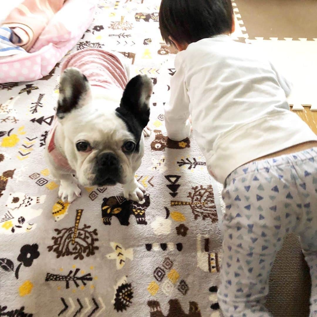 進藤やす子さんのインスタグラム写真 - (進藤やす子Instagram)「✳︎ 昨日のはるちゃんふうちゃん👶🐼 . . #ふうこ日記 #ふうちゃん🐼 #ふがれす卒業生 #保護犬出身 #元保護犬 #フレンチブルドッグ #フレンチブルドッグパイド  #甥っ子 #甥っ子はるちゃん👶 #おばばか部 #おばばか #叔母バカ #はるちゃんふうちゃん👶🐼」5月22日 14時52分 - yasukoshindo