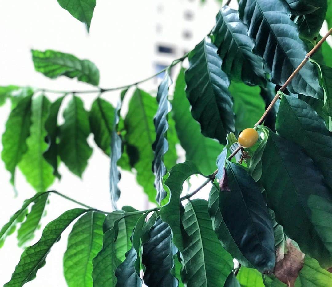 houeicoffeeのグルメインスタ