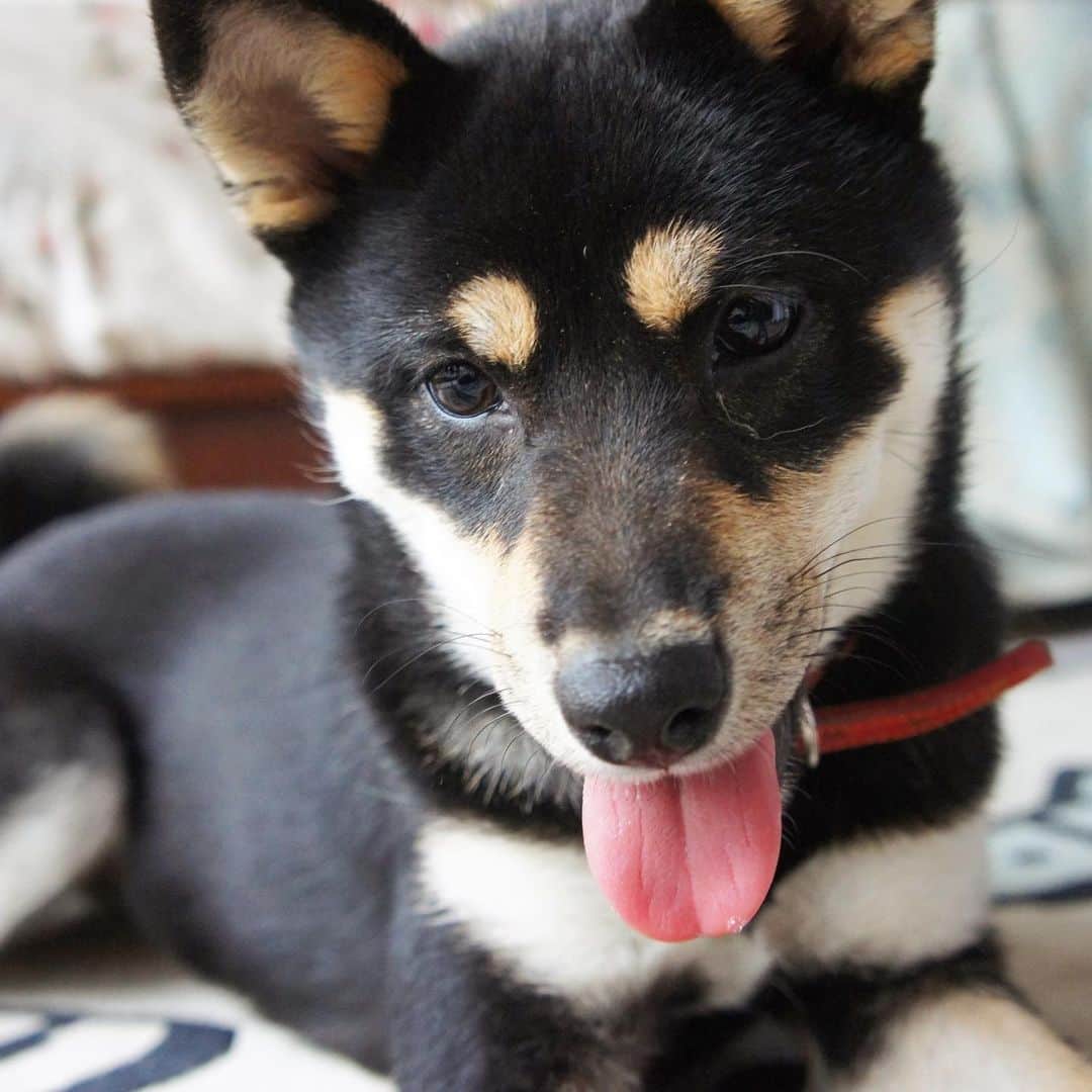 vo_coのインスタグラム：「🐶 最近発掘された若き日のこたつさん 半年くらいかな？ * #細長期 #shibastagram #instashiba #shiba #shibainu #黒柴 #柴犬 #子犬 #puppy」