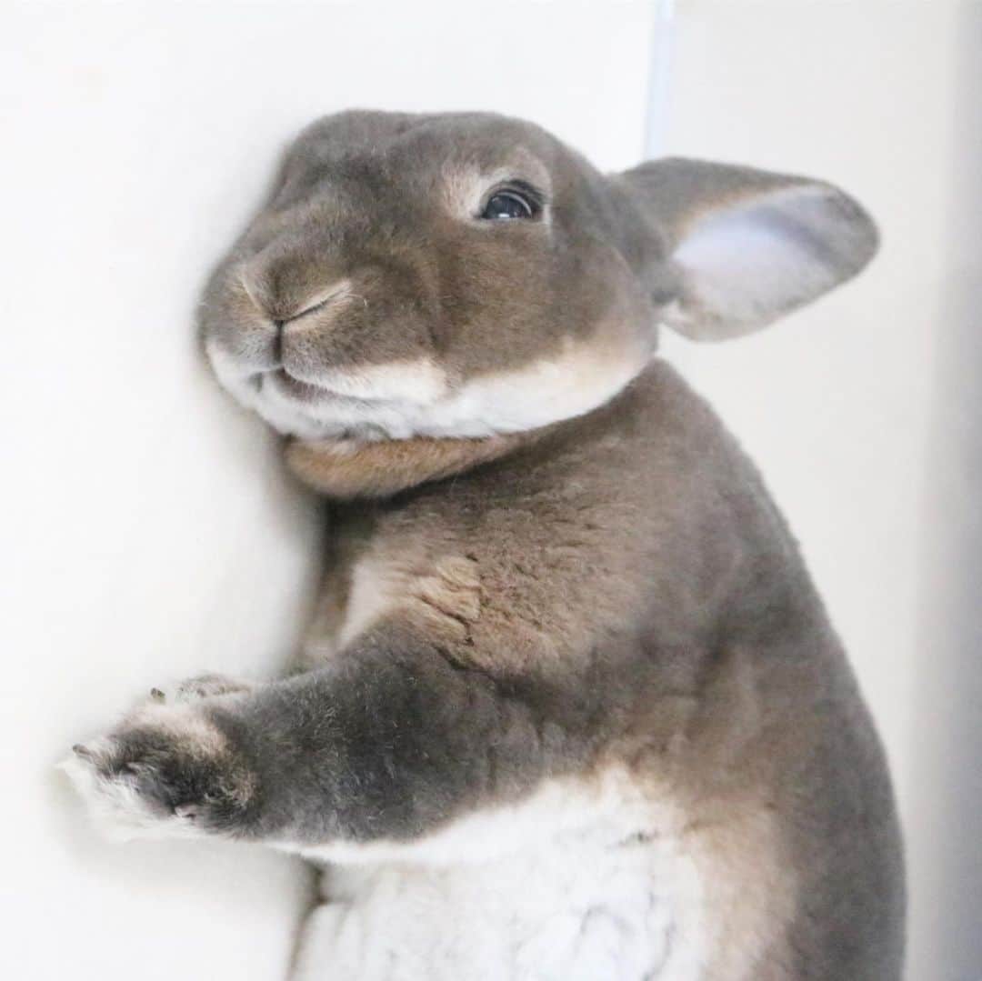 Kayoのインスタグラム：「カワウソの午睡💤」