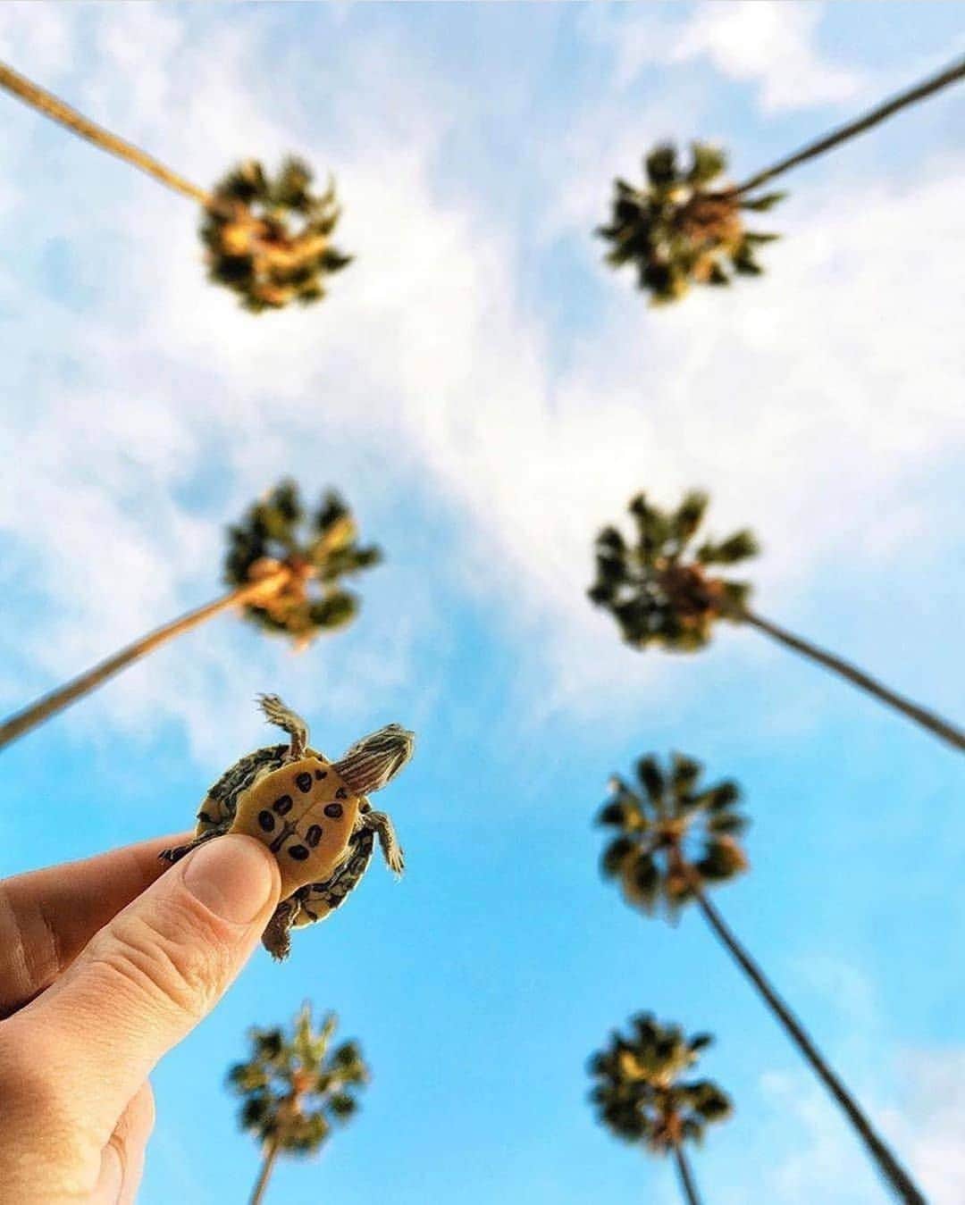 Nature|Folk|Portrait|Videoのインスタグラム：「━━━━━━━━━━━━━━━━━━━ Photo by  @asenseofhuber  Congratulations!  Selection by  @unsalsicilli ━━━━━━━━━━━━━━━━━━━ Team #ig_mood Founder @humanistagram ━━━━━━━━━━━━━━━━━━━ #turtle ⠀ #artofvisuals #bleachmyfilm #agameoftones #folksouls  #livefolk #visualambassadors #travel #expofilm  #moodyports #fashion #awakethesoul #street  #instago #nature #sunset #folk #portrait #style #girl #love #art #beauty #travel #humor  #quotes #landscapephotography」
