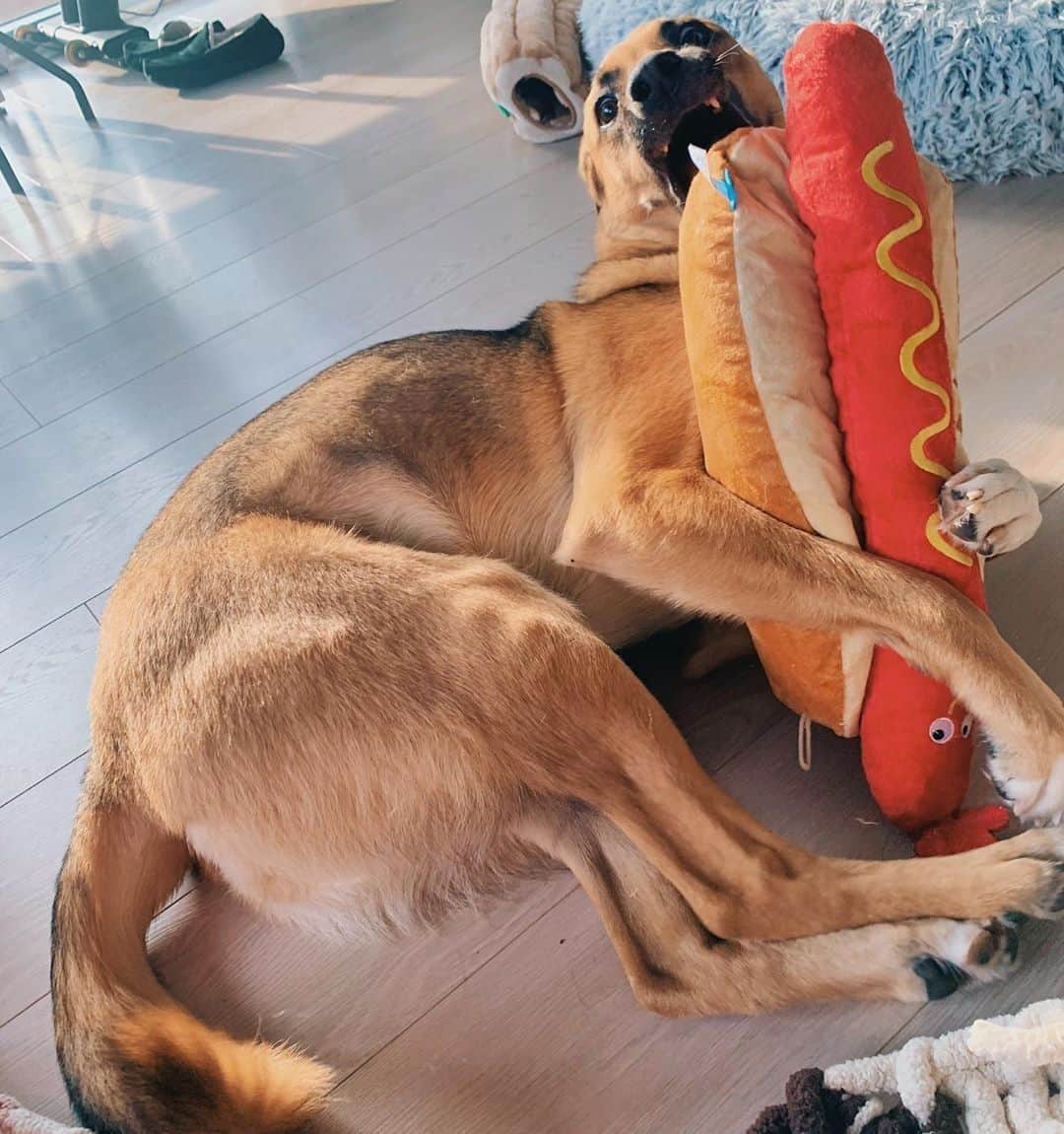 BarkBoxさんのインスタグラム写真 - (BarkBoxInstagram)「get yourself a nice big 🌭for the holiday weekend before we ain't got no mo'⁠ They're a wonderful Zoom call conversation piece, a hit with dogs big and smol, with a face that is maybe cursed!⁠ ⁠ They're at @target⁠ Excellent weenie modeling done by @gemma_rescue_pup」5月23日 3時05分 - barkbox
