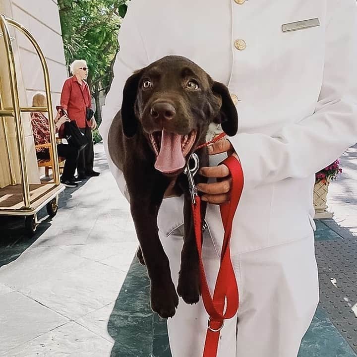 The Peninsula Hotelsさんのインスタグラム写真 - (The Peninsula HotelsInstagram)「Fun fact: Canine guests are VIPs too. Last year, @thepeninsulabh pampered over 500 four-legged guests with personalised towels, beds, and a menu of “people food for dogs!” #penpets 📷: @johnhassen⁣ ⁣ ⁣ ⁣ ⁣ ⁣ #peninsulahotels #luxuryhotelexperience #luxuryexperience #hotellifestyle #fivestarservice #fivestarhotels #fivestarhotel #peninsulastay #peninsulahotelroom #beautifulhotelrooms #beautifulsuites #beverlyhills」5月23日 1時43分 - peninsulahotels