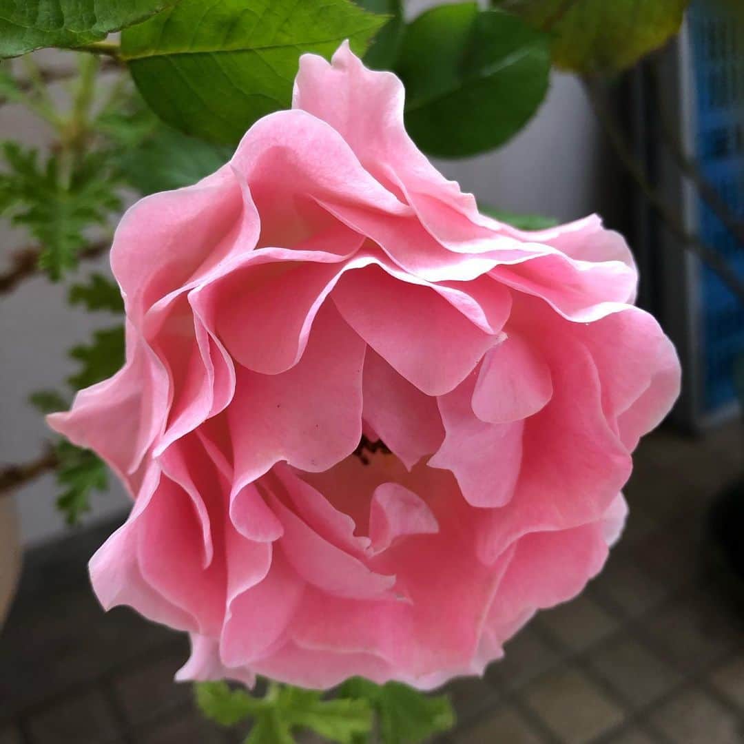 のインスタグラム：「今年も、ありがとう💕 会えたね❣️」