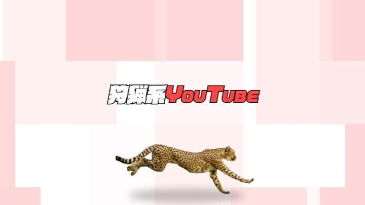 サカモト'sのインスタグラム：「#チーターYouTuber #そんな時代 #早く走る方法とか #意外と理論的に説明 #でもお茶目 #ダルビッシュみたいな #草食べてみたり #チャレンジ企画もあるよ #そろそろ10万人突破 #銀の盾 #サムネイル #オープニング」