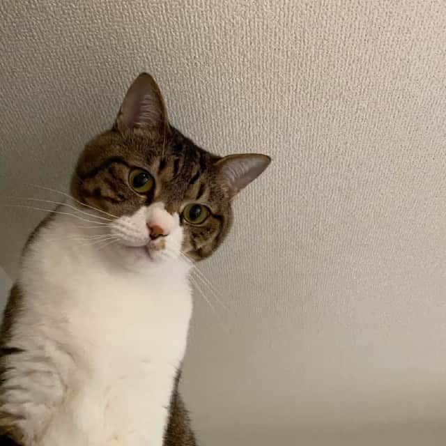 野本かりあのインスタグラム：「暇って事で、お付き合い下さい🙃 楽しんで頂けたら、良いけど。笑 #catstagram #にゃんすたぐらむ #lukarly」