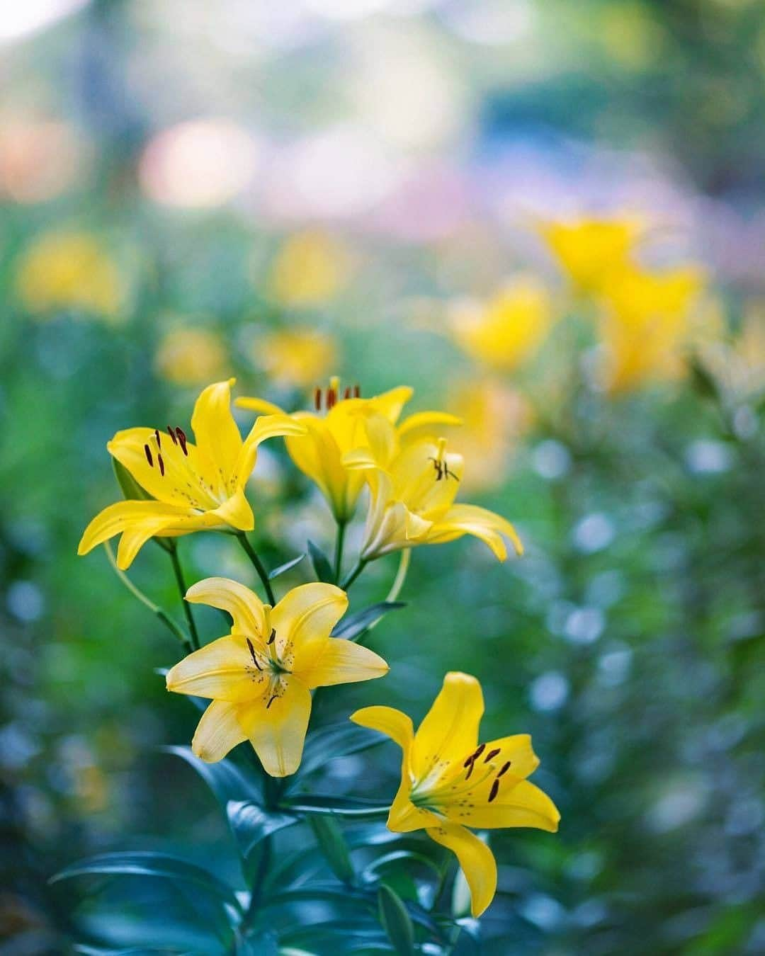 花の写真館さんのインスタグラム写真 - (花の写真館Instagram)「Photo by @mika05011972.⠀ https://instagram.com/mika05011972/⠀ .⠀ Original Post[投稿いただいたURL]⠀ https://www.instagram.com/p/BzX5BXqhI3p/⠀ .⠀ 本アカウントは、 #私の花の写真 をつけてInstagramに投稿された皆さまの花の写真や、「花の写真館」Facebookページで投稿された花の写真を紹介します。⠀ 「花の写真館」Facebookページは、「 @floral.photograph 」のプロフィールにあるURLからご覧ください。⠀ .⠀ ※日本政府により緊急事態宣言が発令されました。 皆様、政府、自治体など公的機関の指示に従った行動をお願いします。⠀ 東京カメラ部および分室では、写真を「見る楽しみ」を提供することを通して、微力ながら皆様にわずかな時間でも癒しをお届けしたいと思っております。⠀ ※本アカウントは東京カメラ部がFacebook、Instagramのサービスを利用して運営しているもので、Facebook社・Instagramとは一切関係ありません。⠀ .⠀ #花の写真館 #floralphotograph #floralphoto #flower #flowers⠀ Follow: @floral.photograph」5月22日 19時30分 - floral.photograph