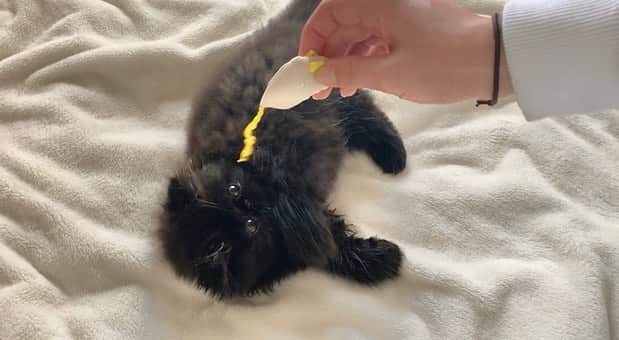 のインスタグラム：「. 突然ですが…実は約一ヶ月半前に、新入りの猫が我が家にきました。 2/12生まれのロン毛の男の子、名前は〈こち〉です。  てふと少しでも共通点のある名前にしようと思い、胡蝶という言葉の頭の二文字を取りました。  生後二ヶ月で我が家に来て、自粛期間中毎日てんやわんやしながら生活しています。 早くいろんな人にお伝えしたくて仕方がなかったのですが、てふが落ち着いてから…！とタイミングを見計らって見ているうち、私もてふと同じくらいバタバタの日々を過ごしていました。(子猫と先住猫、同時に一人でお世話とメンタルケアするのは大変ですね…) 三ヶ月を過ぎて二度目のワクチン接種も終わり、すくすくと成長しています。  てふはとても繊細なので、一番好きだよと伝えてもどれだけ優先して甘やかしても、嫉妬で性格が変わってしまうのではないか？というほど捻くれてしまっています🤢 一ヶ月以上経った今でも威嚇と唸りが止みません。今月に入ってからは普通に生活が送れるようになりましたが、最初の二週間はストレスで毎日胃液を吐いてしまって、申し訳なさで心が押しつぶされそうになりました😭 二匹が仲良くなるには数年かかるかもしれないし、もしかしから仲良くならないかもしれませんが…いい距離感で健康な生活を送っていけるよう、覚悟と責任を持って育てていきますので、皆さまも私と同じ目線でどうか温かく見守っていただけると幸いです🥀  あっという間に大きくなってしまう！と思い慌てながらお知らせをさせていただきましたが、写真は我が家に来た初日から順を追って… 今はこの写真の時より二回りほど大きくなり、早くもサマーカットになっています🏄‍♂️ #otefucat #cochicat」