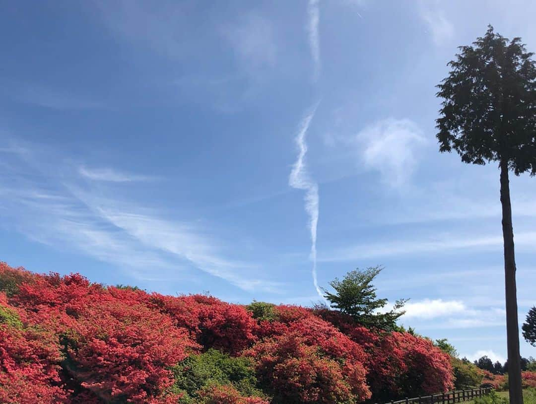 江間丈さんのインスタグラム写真 - (江間丈Instagram)「いやぁ〜本当に 綺麗だった🌺 ゴジカルもZIPも ありがとうございました✨😊 #徳島 #吉野川市 #船窪つつじ公園 #ツツジ #満開 #花見 #生放送 #中継 #テレビ #四国放送 #ゴジカル #日テレ #ZIP #ココリコ田中 さん #桝太一 アナウンサー #徳島えりか アナウンサー #情報番組 #nowニッポン  #アナウンサー」5月22日 19時54分 - ema_takeru_official