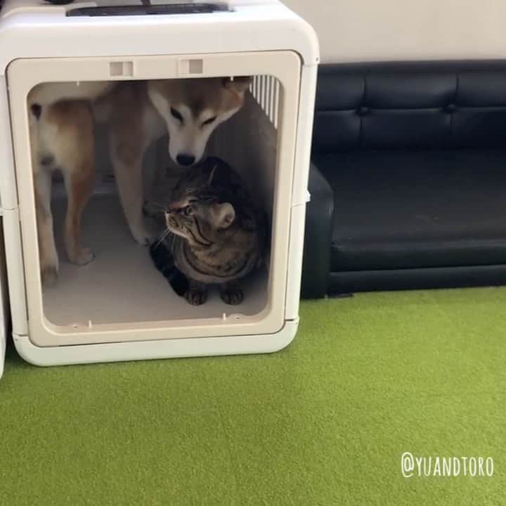 ゆうとろ（柴犬ゆうと猫のとろ）のインスタグラム