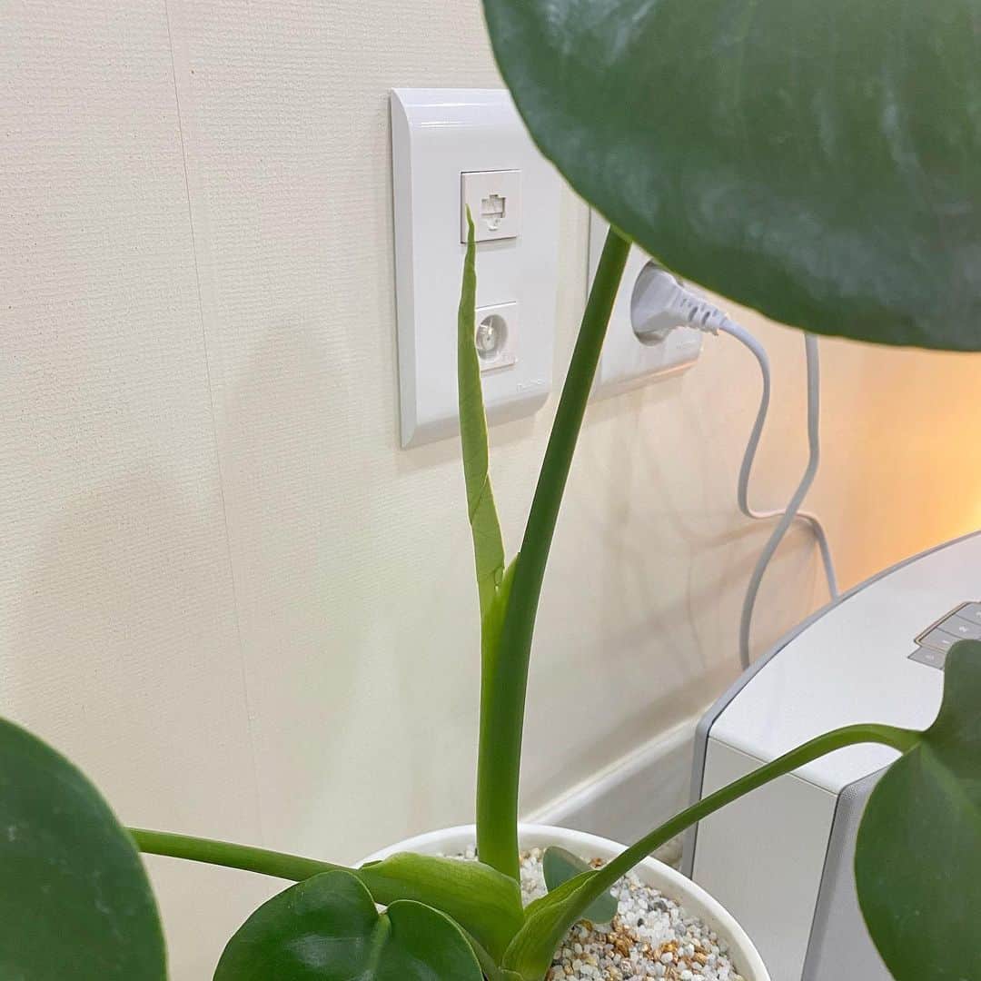 ウォン・ジナのインスタグラム：「ㅁㄹㅁㄹ🌿」