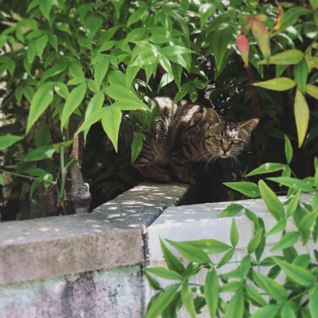 アランチェートさんのインスタグラム写真 - (アランチェートInstagram)「木陰の向こうから、 ものすごい睨まれてます。  #aranciato #猫部 #catstagram #野良猫　#アランチャ猫部 #僕らの居場所は言わにゃいで」5月22日 20時30分 - aranciatobuyer