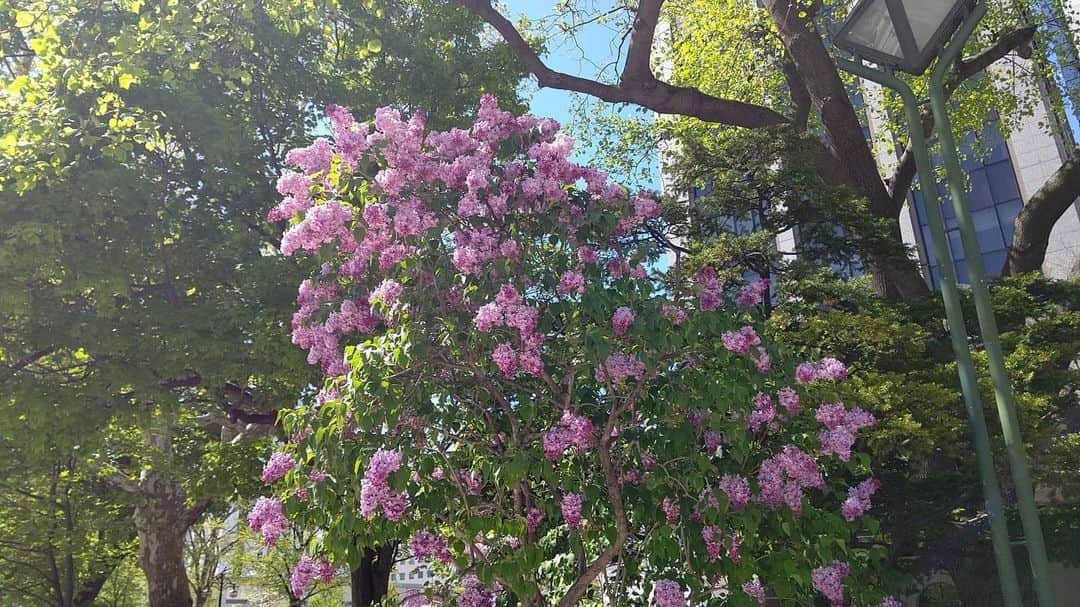 北海道放送「今日ドキッ!」さんのインスタグラム写真 - (北海道放送「今日ドキッ!」Instagram)「今週もお疲れ様でした。 大通公園の #ライラックで 週末の #おうち時間 の癒やしに…  来週も宜しくお願いします(*´-`) 天気担当Ｓ  #そらリサーチ 写真募集中 #今日ドキッライフ で検索」5月22日 20時37分 - hbc_kyodoki