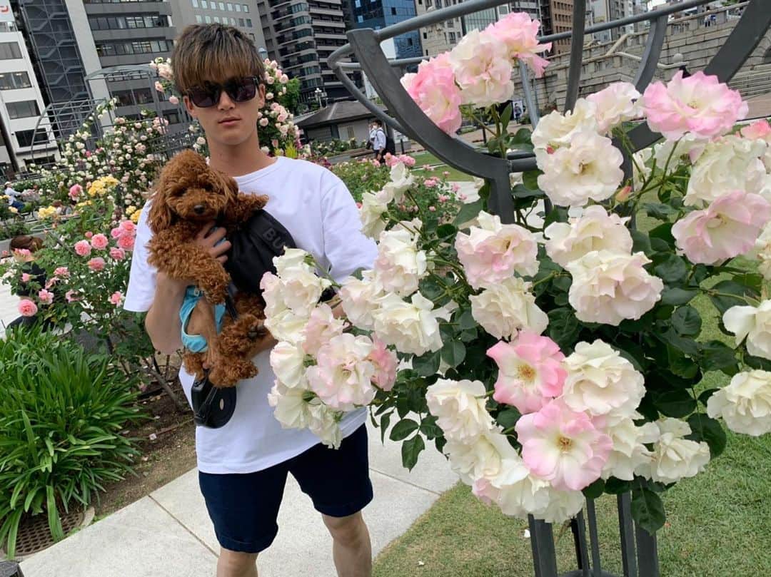 佐野皓大のインスタグラム：「#お散歩 #タイニープードル #トイプードル #toypoodle #犬のいる暮らし #いぬのいる暮らし #犬スタグラム #いぬすたぐらむ #instdog #🐶」