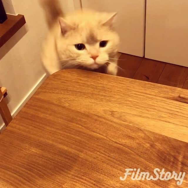 ぷーのインスタグラム：「ぴょーん！ . #実は飛べる猫 #助走なしジャンプ .」