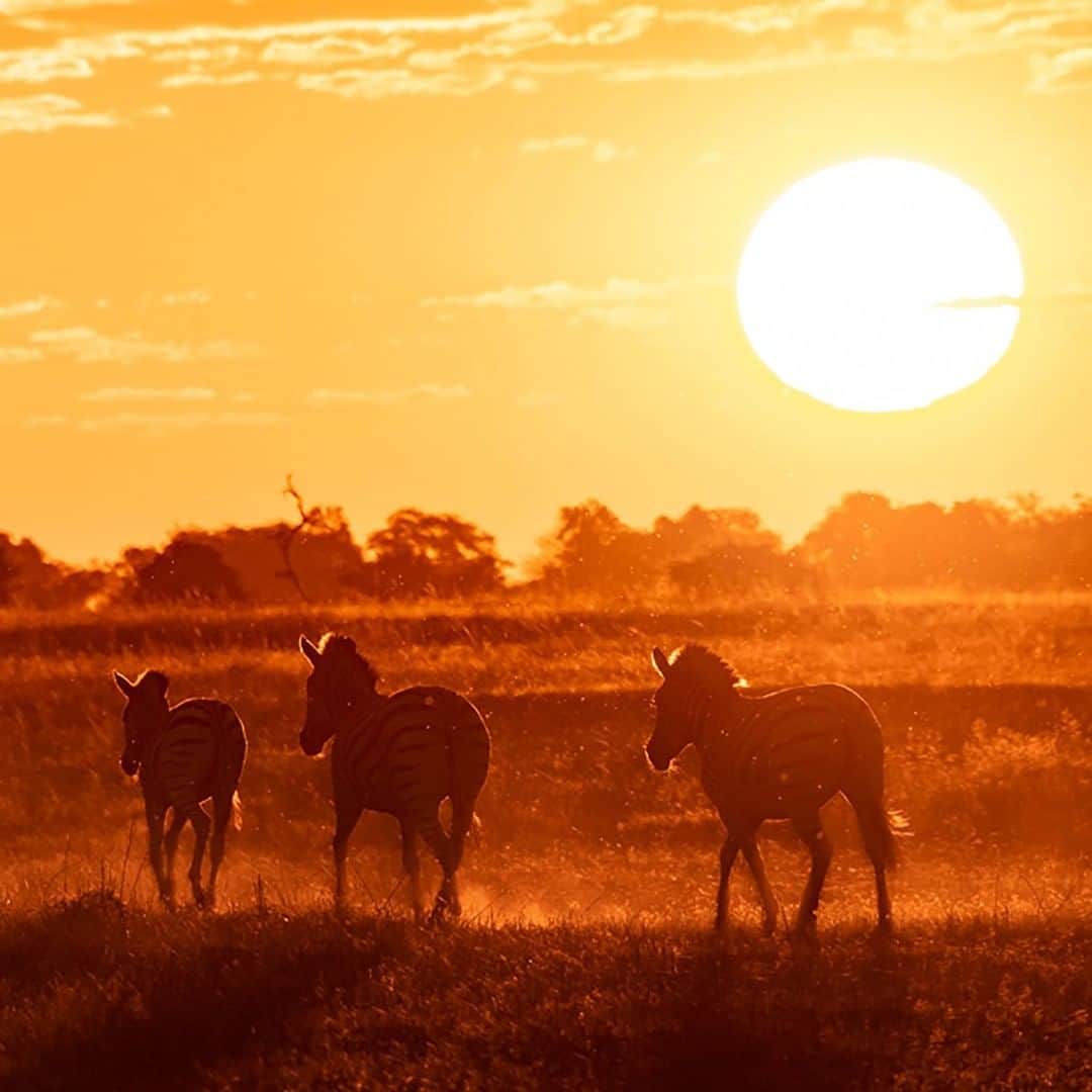National Geographic Travelさんのインスタグラム写真 - (National Geographic TravelInstagram)「Photo by @daisygilardini | Three zebras pass in front of our vehicle at the right moment during a wonderful sunset in Chobe National Park in Botswana. Have you ever wondered why the number three works so well? In numerology, the branch of knowledge that deals with the significance of numbers, three is thought to be the perfect number. The Latin phrase “omne trium perfectum” means “everything that comes in threes is perfect” or “every set of three is complete.” The familiar rule of three suggests a trio of things or events is more significant, effective, or satisfying than other groups of numbers.  Our minds are kind of set to think in threes, probably because we like to think in patterns. Three is the first number that defines a pattern. The number one is defined as a chance, the number two is a coincidence, while the number three is considered a pattern. There are numerous examples of how the rule of three is common in our language, speech, music, theater (three-act plays), art, and filmmaking (trilogies). Think about three wishes, three guesses,  the three little pigs, the three musketeers, and so on. In art, photography, and design, we have the rule of thirds. Images with three subjects create a pattern that is visually pleasing. #Africa #Botswana #ChobeNationalPark #zebra #sunset」5月22日 21時07分 - natgeotravel