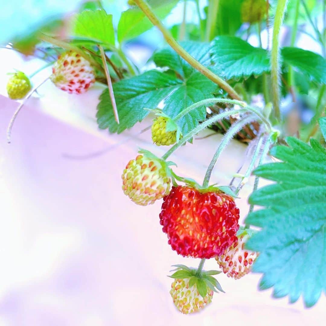 栗田萌さんのインスタグラム写真 - (栗田萌Instagram)「お庭のワイルドストロベリー🍓✨ 第一弾 収穫しました！ 小さいけれど、今年はたくさん実がなりました🤗 かわいいかわいい〜と植物を愛でながら、日々の成長を観察するのが私の楽しみです(*^^*)💕 #ワイルドストロベリー 🍓🌱」5月22日 21時15分 - kurimoe_official