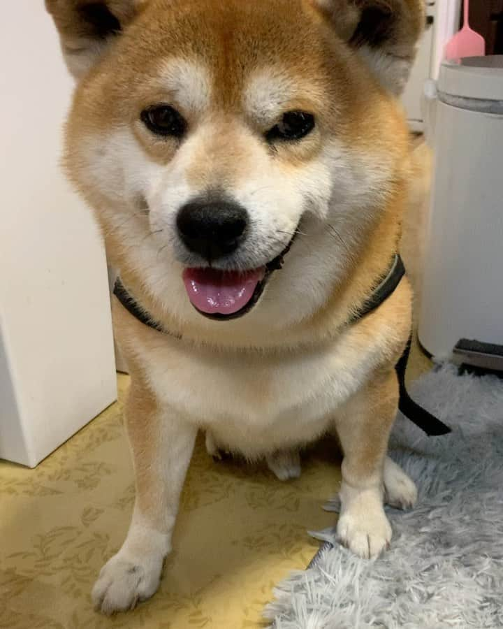 shibainu berryのインスタグラム