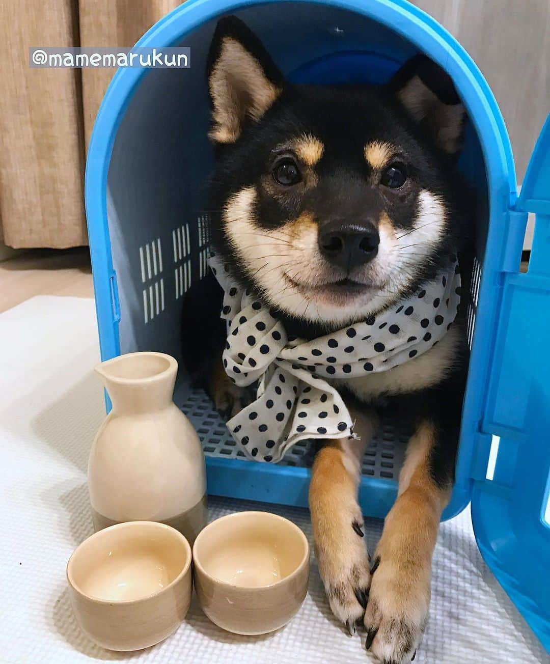 まめ丸のインスタグラム：「* * 【金曜恒例 #居酒屋まめ丸 🐶🍺】 さいきんちょっとさむいから おうちで『あつかん』🐶💓 * 【Taverna“MAMEMARU”🐶🍺】 Come inside because it's cold outside💓🐶💓 * #おうち居酒屋 #というか別荘居酒屋🐶🏮❓ * #柴犬#豆柴#柴#黒柴#犬#しばいぬ#shiba#shibainu#shibastagram#shibadog#puppy#instadog#dogstagram#dog#instashiba#petstagram#proudshibas#cute#강아지#멍스타그램#개스타그램#doglover#ilovemydog#shibaoftheday#shibamania#instagood#まめ丸の別荘」