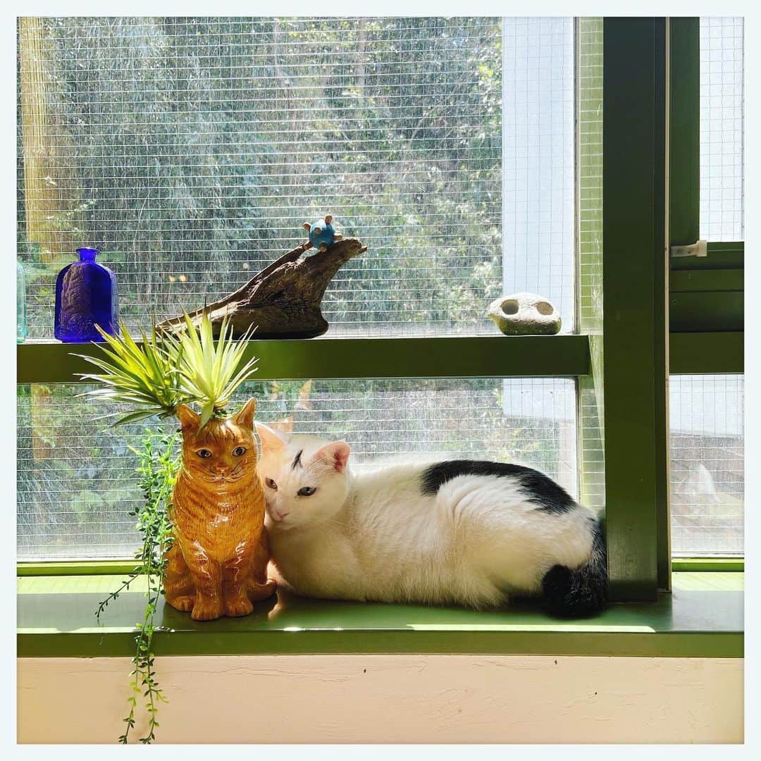 kumikoのインスタグラム：「いっつもこうやって寄り添ってるから、いっつも茶トラが動いてる。」