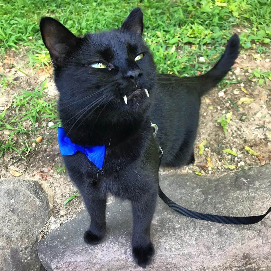 セルジオさんのインスタグラム写真 - (セルジオInstagram)「FriYay game face #uptonogood 👹🧛🏿‍♂️ What’s everyone’s weekend plans? ⛱ . . #happyfriyay #vampirecat #monkeybusiness #fangs #teef #fangsout #vampirekitty #monkey🐒 #igcats #petco #blackcatsofinstagram #blackcats #igkitty #catsofinsta #catsofig #catslife #boop #meowed #9gagcute #buzzfeedcats #catonaleash #9gag #catexplorer #catsonleashes #catsofinstagram #ellenratemycat #myfurbaby #catsinbowties #cutecatsofinstagram」5月22日 21時42分 - monkandbean