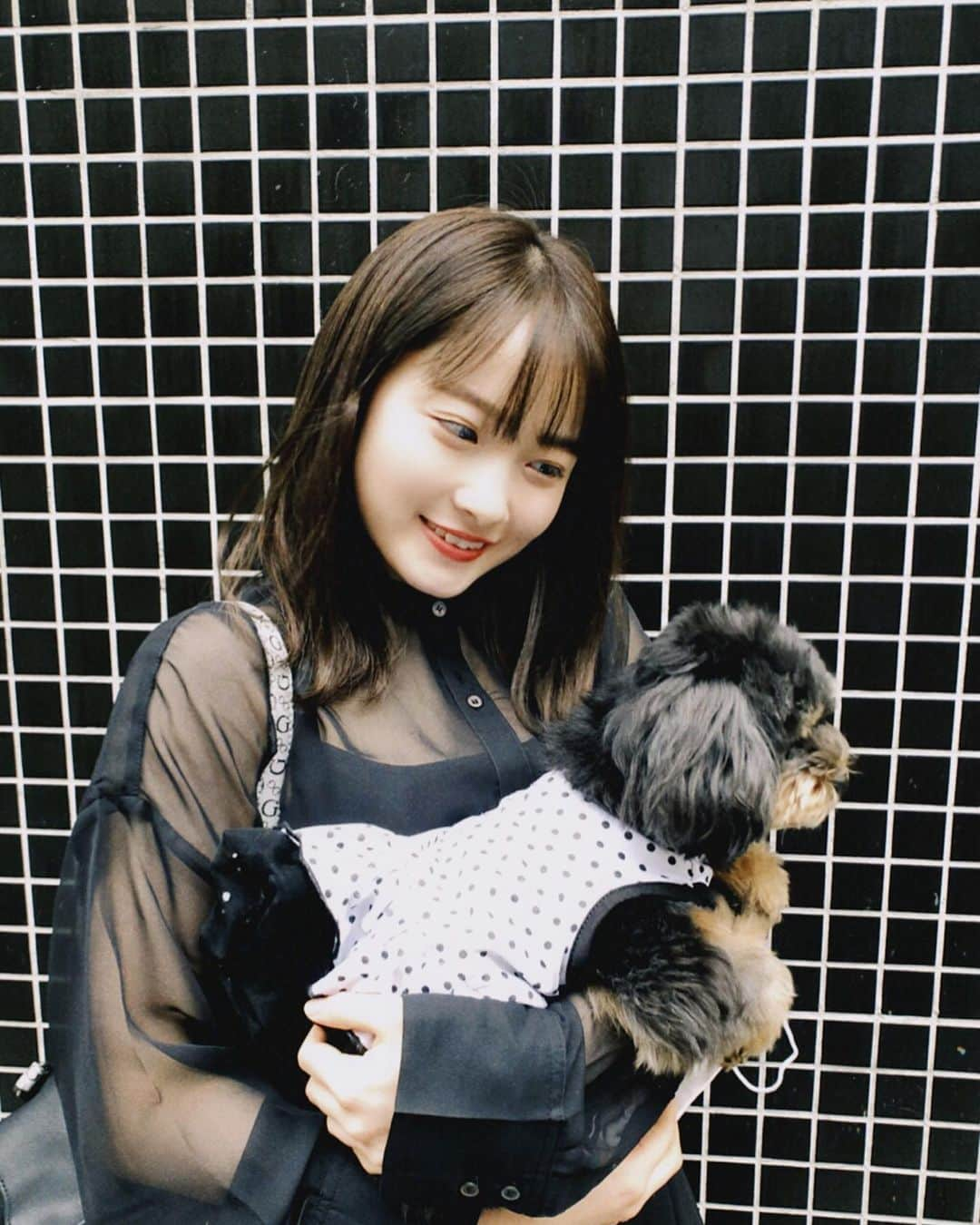 森戸知沙希さんのインスタグラム写真 - (森戸知沙希Instagram)「. . 愛犬ぽんちゃんの登場です🐶笑 . 知らない方もいると思うので改めて…笑 🐶ぽんちゃん（ぽんず） 🐶ポメラニアン×トイプードル 🐶4才 🐶女の子 覚えてね💖笑 よろしくお願いします💗 . #morningmusume20  #モーニング娘20 #森戸知沙希  #愛犬 #ぽんすたぐらむ #ってハッシュタグもうあった　笑笑」5月22日 22時23分 - chisaki__morito.official