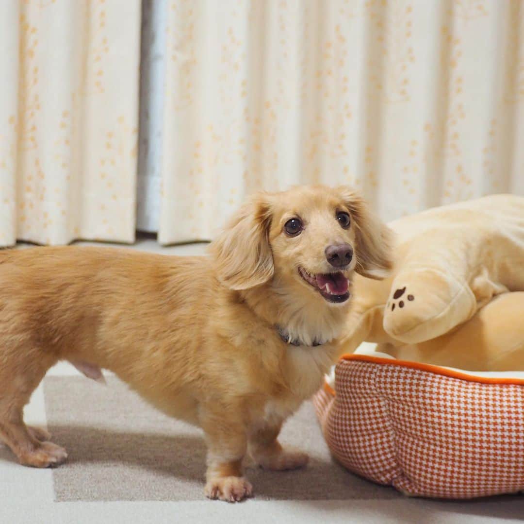Sora Momoさんのインスタグラム写真 - (Sora MomoInstagram)「ご機嫌そら🐶🐾 ☺︎ 笑顔が漫画みたい😂 パァァーー✨って擬音がついてるやつ ☺︎ #ご機嫌#笑顔#漫画みたい#何かのパッケージにも載ってそう#うれしい顔だけど#暴れすぎて暑い#大きい猫ちゃんのぬいぐるみと格闘#そらの日課 #ダックス#ミニチュアダックス #dachshund #miniaturedachshund」5月22日 22時34分 - teratera_sorapu_