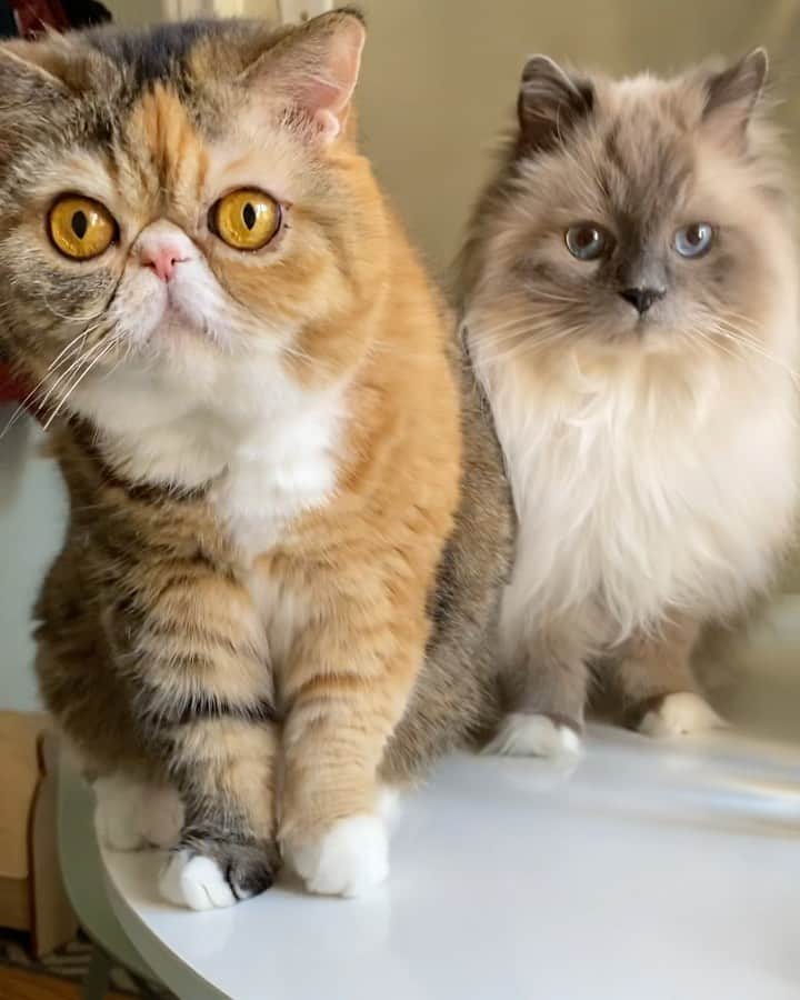 Tinaのインスタグラム：「Treat challenge fail! There was no way I was going to get them to wait! 😂 Happy Friday!」