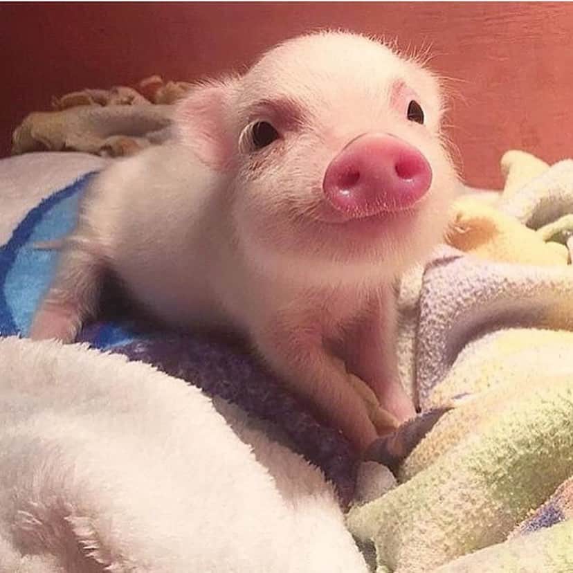 Baby Animalsさんのインスタグラム写真 - (Baby AnimalsInstagram)「I hope this smiling little piggy brightens your day! ☺️」5月22日 22時50分 - thebabyanimals