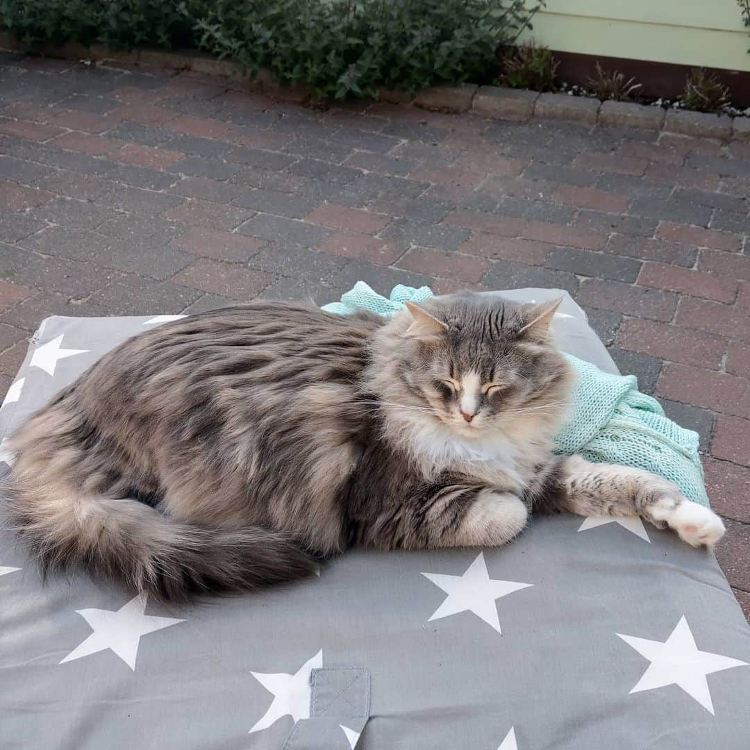 Nila & Miloさんのインスタグラム写真 - (Nila & MiloInstagram)「Ah yes, the perpetual bed thief. Even the sunbed! 😹😹🌞 #sunnyday #catbed #instacat」5月22日 22時52分 - nilamilo