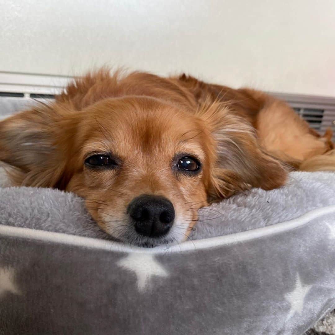 大石ほのかのインスタグラム：「ここなちゃんんんんん💓可愛すぎるよお前ぇぇぇぇい🐶💓💓💓🧡 . いちいち可愛いんだけどべったりで中々写真撮れなくて笑 ねてる写真とかが多い😂😂 . 毎日癒しを頂いております✨🥴 .  #likeforlikes#photooftheday#followforfollowback#likeforfollow#follow4follow#instagood#❤#いいね返し#かわいい#夜遊び#乳スタグラム#巨乳#谷間#酒#Love#飲み会#ススキノ#ホステス#キャバクラ#キャバ嬢#ニュークラブ#バルセロナグループ#フィリア#歌舞伎町#六本木#中洲#北新地#ミナミ#錦#栄」