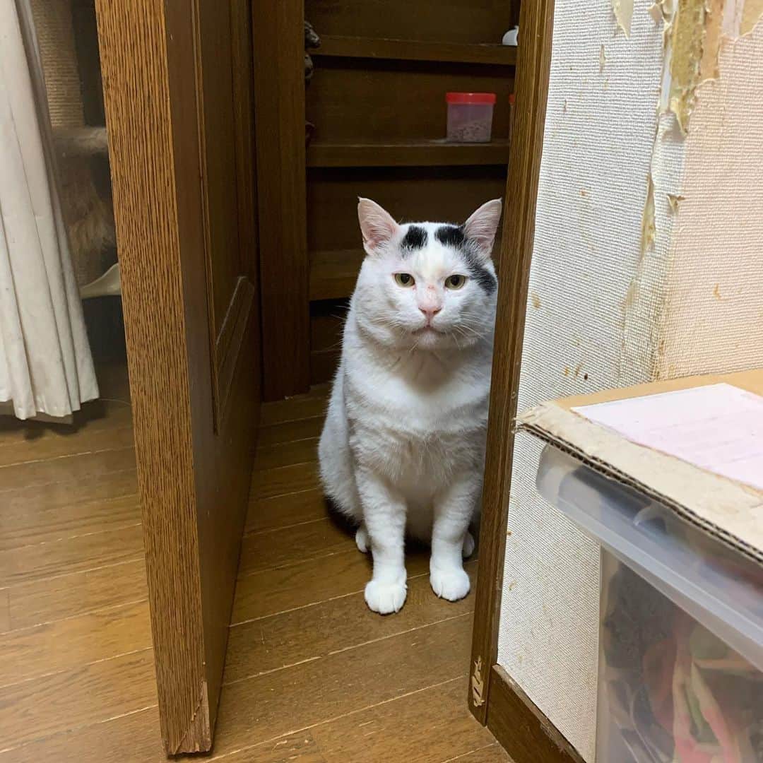 Kachimo Yoshimatsuさんのインスタグラム写真 - (Kachimo YoshimatsuInstagram)「見てた。 #うちの猫ら #nanakuro #猫 #ねこ #cat #ネコ #catstagram #ネコ部 http://kachimo.exblog.jp」5月22日 23時11分 - kachimo
