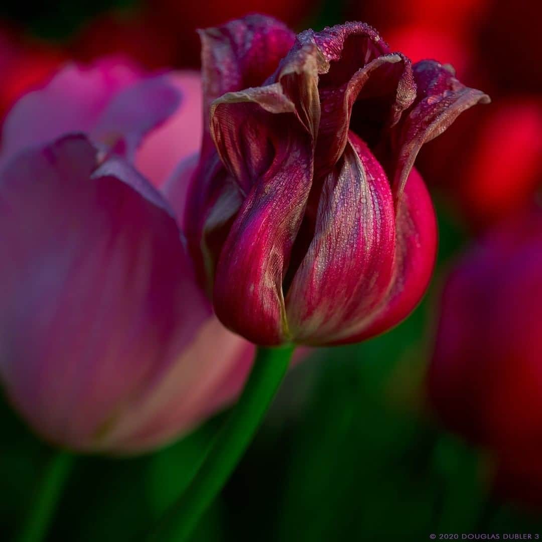 Sigma Corp Of America（シグマ）さんのインスタグラム写真 - (Sigma Corp Of America（シグマ）Instagram)「It's all about capturing that extreme detail with the SIGMA 70mm DG Art Macro lens, and this photo by @douglasdubler, featuring a tulip in its final days of bloom, does just that!  #sigmaphoto #sigma70mmmacro #photography #macro #macrophotography #closeup #closeupphotography #flowers #flower #flowerphotography #tulips #tulips🌷 #tulip #waterdroplets」5月22日 23時33分 - sigmaphoto