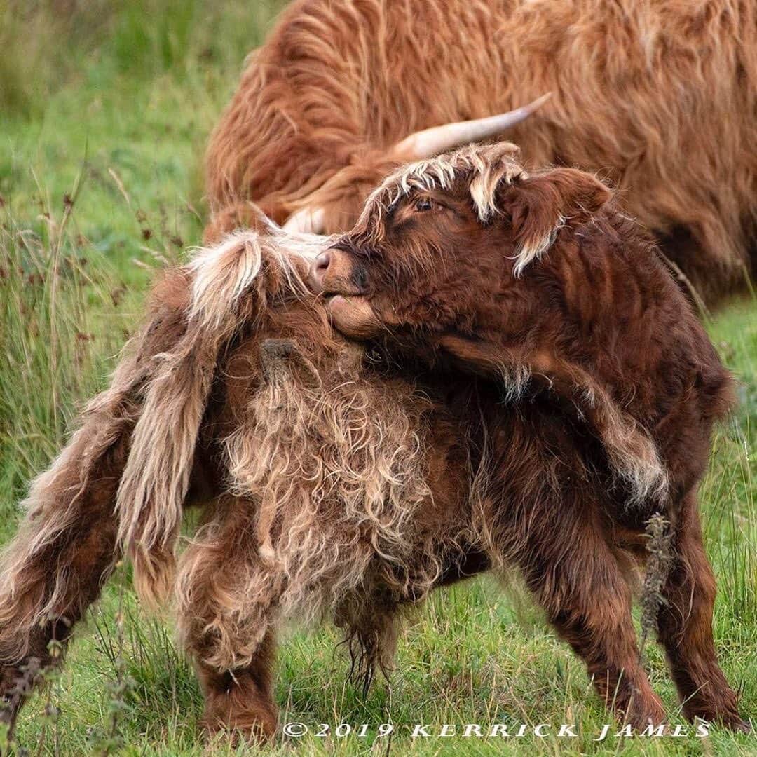 Ricoh Imagingのインスタグラム：「Posted @withregram • @kerrickjames5 A young Highland Coo calf, Isle of Skye, Scotland. Shot with Ricoh Pentax KP and HD PENTAX-DA 55-300mm lens. #ricohusa #ricohimaging #pentaxiansunite」