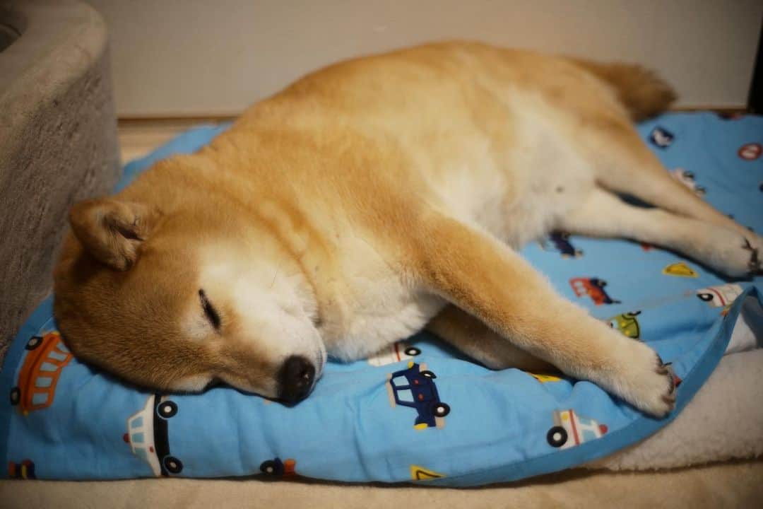 まる（まるたろう）さんのインスタグラム写真 - (まる（まるたろう）Instagram)「Good night!✨🐶💤✨魅惑の谷間オープンしております #👆突っ込んでいいよ #しゅげーだろ #胸毛を自慢する男」5月23日 0時14分 - marutaro