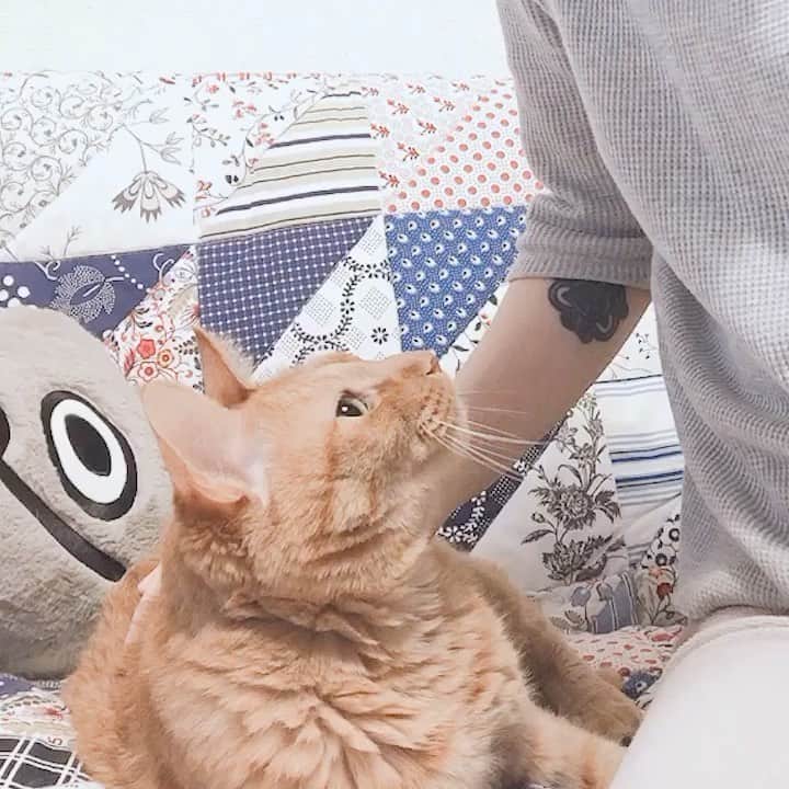 森永理科のインスタグラム：「とらやんおくすりチャレンジ いい子に飲んでくれる日がほとんどの優秀ねこさん。」