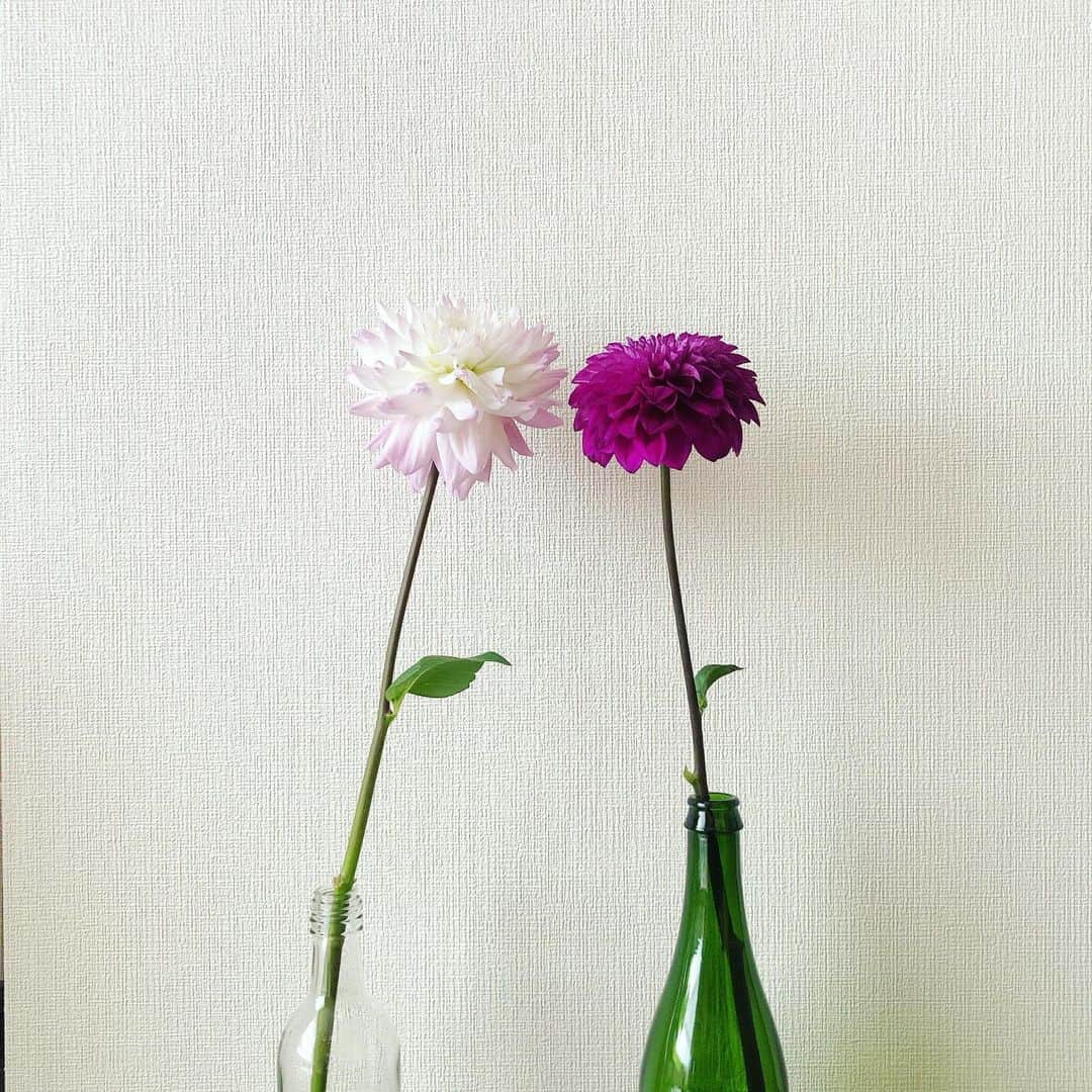 大西沙紀さんのインスタグラム写真 - (大西沙紀Instagram)「🌺 ぎゅうぎゅうでつやつや  #ダリア #フラワーサイクルマルシェ」5月23日 10時56分 - sakionishi