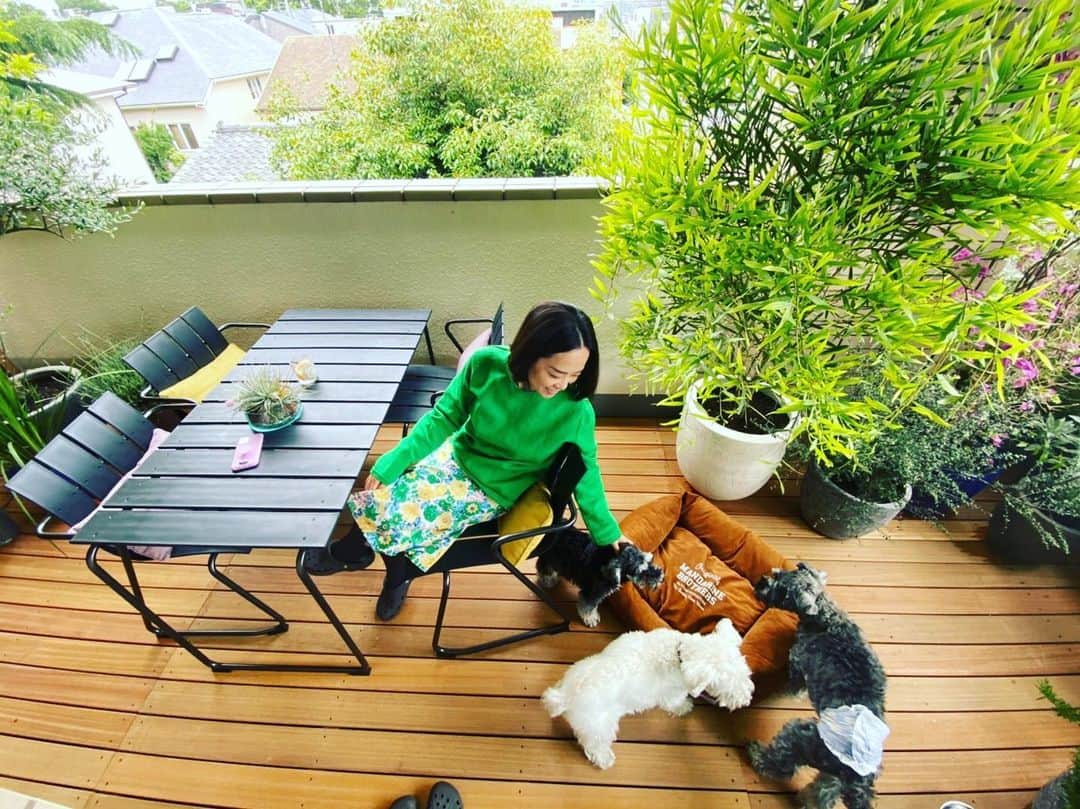 HiRAO INCのインスタグラム：「. 手付かずにしていたテラス 家にいる時間が長くなったから 心地よく過ごせるようにしたら 思った以上に良くなった。 10年以上使って無かった場所。 チビたちも嬉しそう　🐶✨ . . グリーンと空間は　@solsofarm に依頼 グリーンはレモン　イチジク　ローズマリー　ラベンダー　ホワイトセージ　オリーブなど、ハーブや食べられる植物を中心に、アカシア　ゴールデンロット　ヌーダム　コトネアスター　アジサイ　グリーンドラゴン　グレヴィレア　ウエストリンギア　ゴンフォスティグマ　ホワイトソルトブッシュ　ディエディス　ツリージャーマンダー　ハクチョウゲ 差し色でブーゲンビリアを . テーブルと椅子は　 20世紀のデンマークを代表するデザイナーデュオ ナナ・ディッツェルが1955年にデザインした ガーデンチェアの素材を変更して復刻させた Ocean Chair & Table . . 現在世界中で問題になっている 海洋プラスティックをリサイクルしたシリーズ。 . . COMPLEX UNIVERSAL FURNITURE SUPPLY で 取り扱ってます。@complex_ufs  #mutsulannsora」