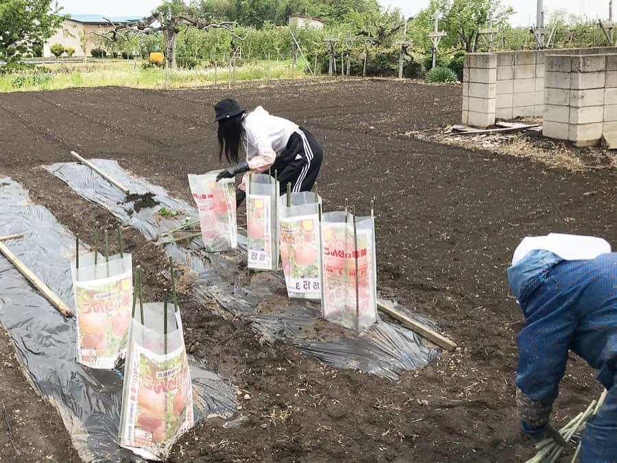 ときさんのインスタグラム写真 - (ときInstagram)「採れたてのアスパラを収穫したので、お昼はこれで料理をしようと思います❣️ #ときファーム 雨が止んでいる朝、また新しい苗を植えました🍀  ブロッコリーとスティックブロッコリー、キャベツ、ゴーヤ、ハーブ、パセリとバジルを植えました👏☺️ お父さんは草刈りを、お母さんとおばあちゃんが見守る中、近所のおばあちゃんにやり方を教えてもらいながらやりました😂  次はスイカを植えたいな〜🍉 ・ ・ ・ #農業女子 #農家 #苗植え #ブロッコリー #スティックブロッコリー #キャベツ #ゴーヤ #ハーブ #パセリ #バジル #自家栽培 #アスパラ栽培 #採れたて野菜 #farmertime #farmer #農ガール #農業活性化アイドル #農業日記」5月23日 11時32分 - toki_ringomusume