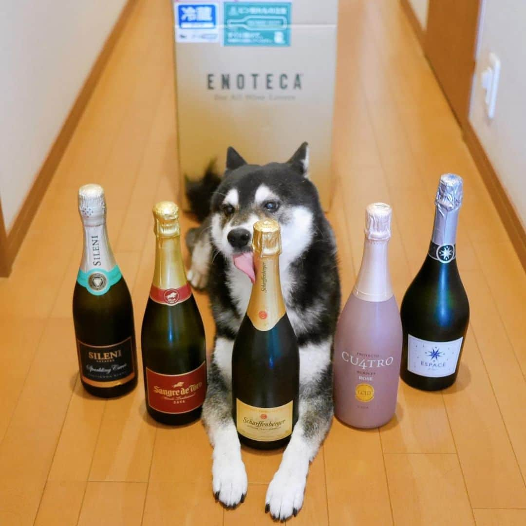 くろさんのインスタグラム写真 - (くろInstagram)「🍾 エブリデイスパークリング5本セット到着📦 #エノテカ #ENOTECA #ForAllWineLovers #エブリデイスパークリング5本セット #シャッフェンベルガーブリュットエクセレンス #サングレデトロカヴァブリュット  #プロジェクトクワトロカヴァロゼ #エスパスオブリマリブリュット #セラーセレクションスパークリングソーヴェニヨンブラン  #デイリースパークリング #デイリー泡 #クール宅急便 #クロネコヤマト  #stayhome #ステイホーム #おうち時間  #わんこと一緒 #わんこのいる生活 #わんこのいる暮らし #柴犬と一緒 #柴犬のいる生活 #柴犬のいる暮らし #柴犬 #黒柴 #ペロリスト #ぺろりすと #豆も気になるぅ #モデル犬 #オファーお待ちしております」5月23日 11時47分 - m6bmw