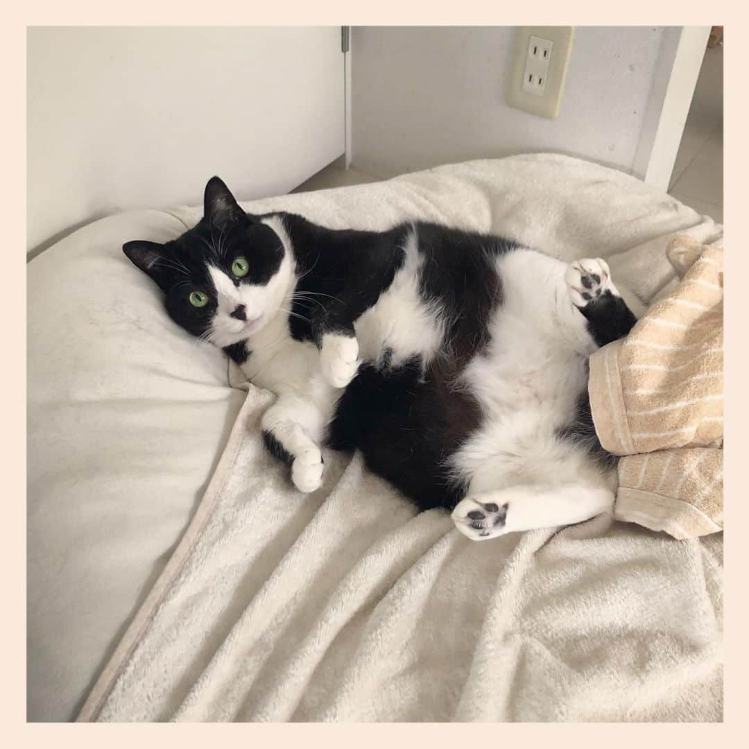 パンといっぴきのインスタグラム：「#元保護猫 #ハチワレ #白黒猫 #blackandwhitecat #tuxedocat」